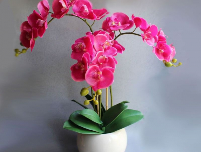 düngen sie leicht und schnell ihre orchideen mit hilfe von hausmitteln