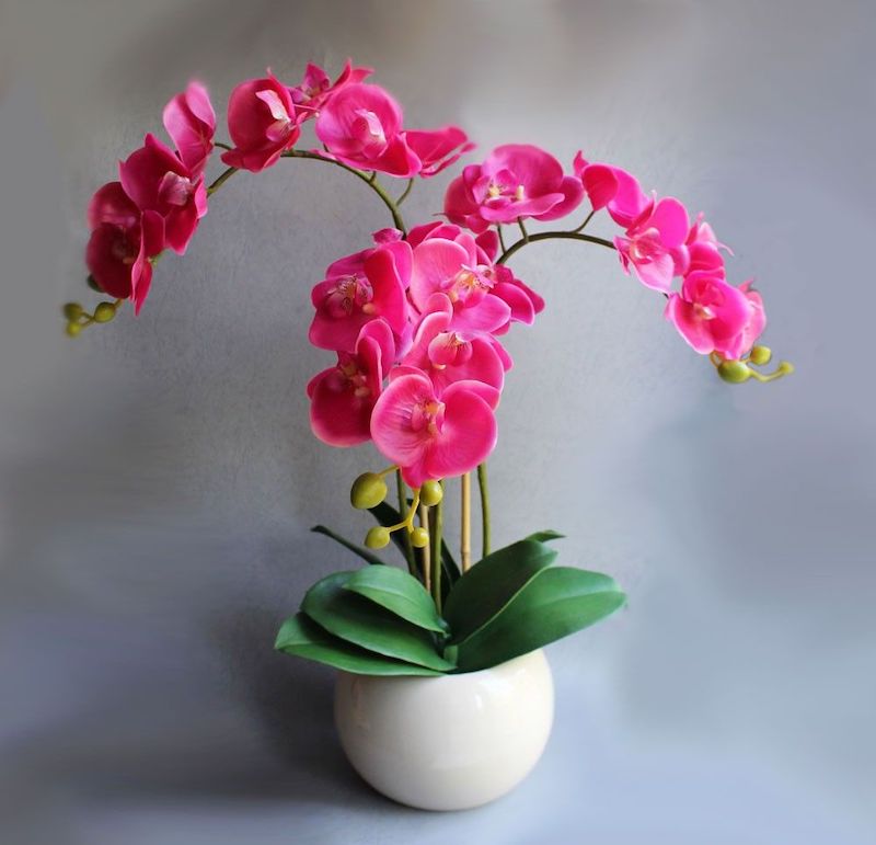 düngen sie leicht und schnell ihre orchideen mit hilfe von hausmitteln
