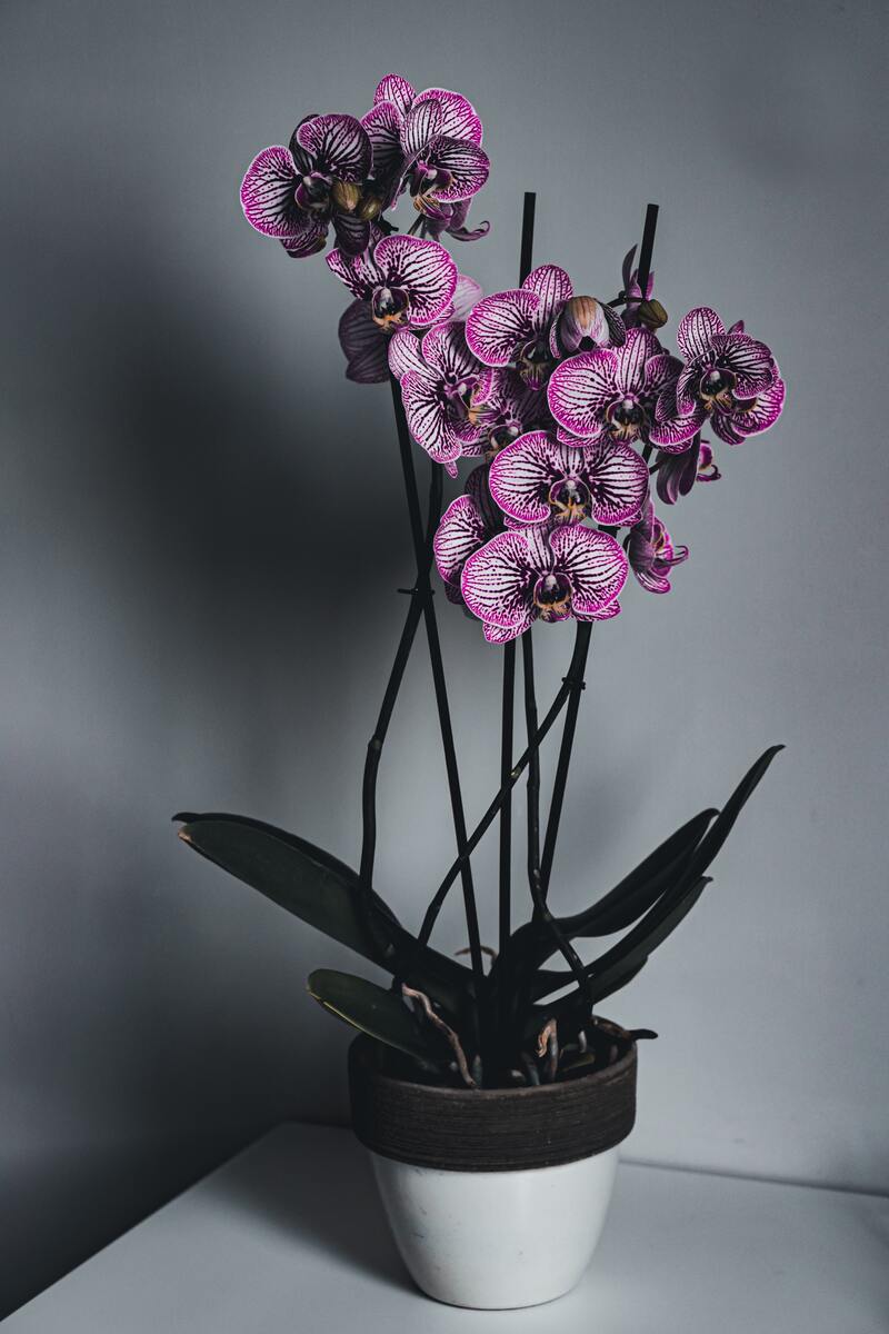 ein foto von orchidee die schön ist pflege orchideen was müssen sie wissen.jpg