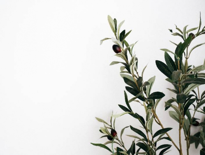 extravagante zimmerpflanzen olivenbaum im raum pflegen