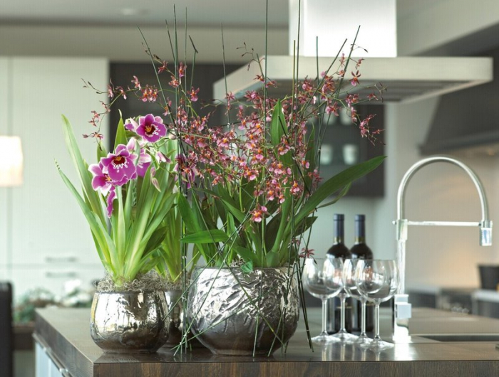 für schöne orchideen können sie kaffeesaltz als dünger benutzen