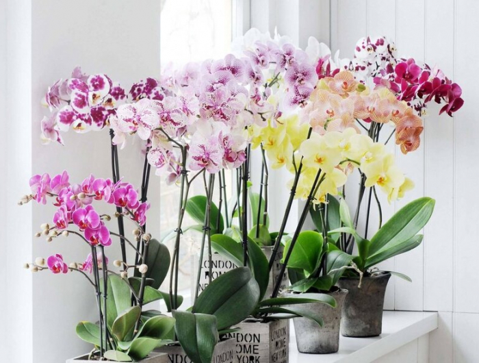 für schöne orchideen können sie kaffeesatz als dünger verwenden