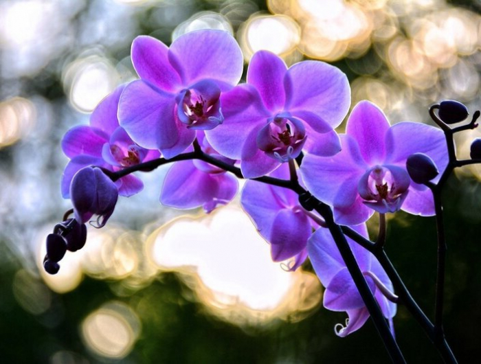 für schönere orchideen folgen sie unseren tipps für kaffeesatz als dünger für orchideen