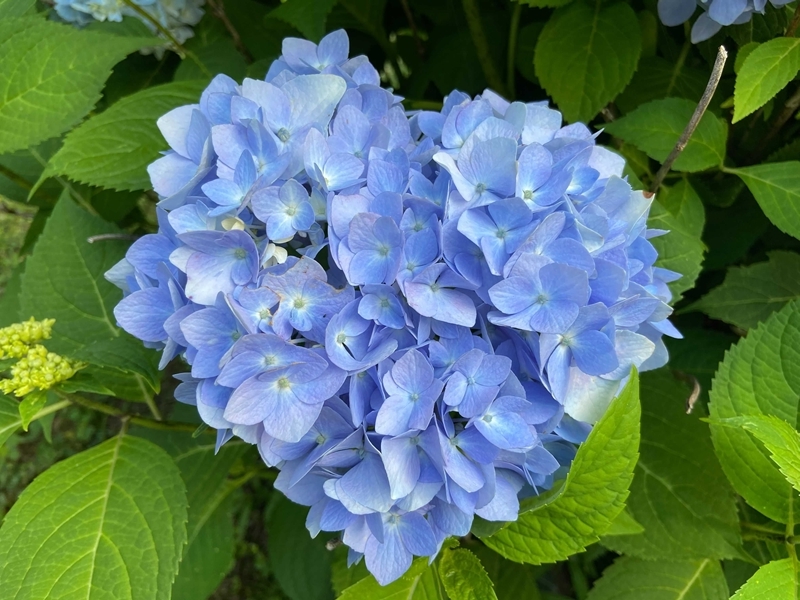 gartengestaltung mit hortensien blaue blueten in der form vom herzen