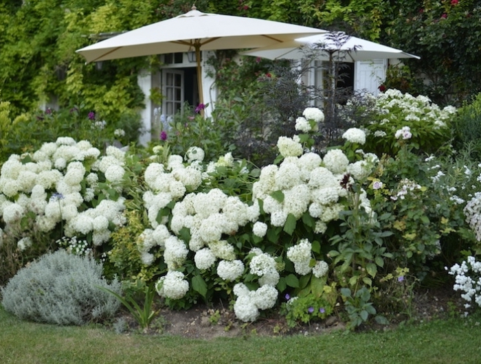 gartengestaltung mit hortensien weiße blumen im garten