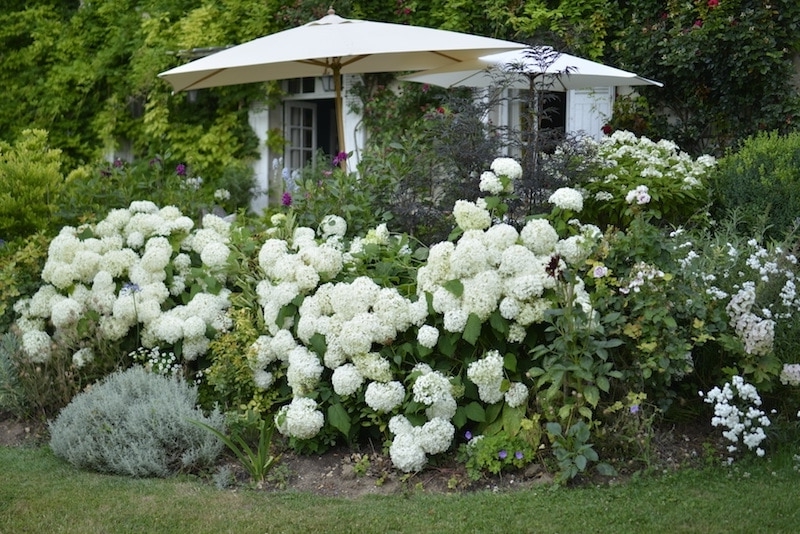 gartengestaltung mit hortensien weiße blumen im garten