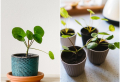 16 moderne und pflegeleichte Zimmerpflanzen für mehr Grün zu Hause