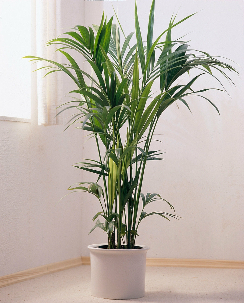große-grüne-zimmerpflanze-infos-zur-pflege-kentia-palme-standort