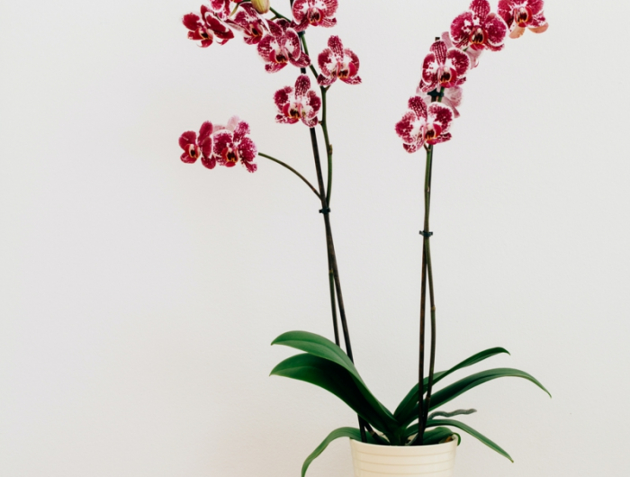 grosse orchideen zurueckschneiden tote pflanzen was tun tipps