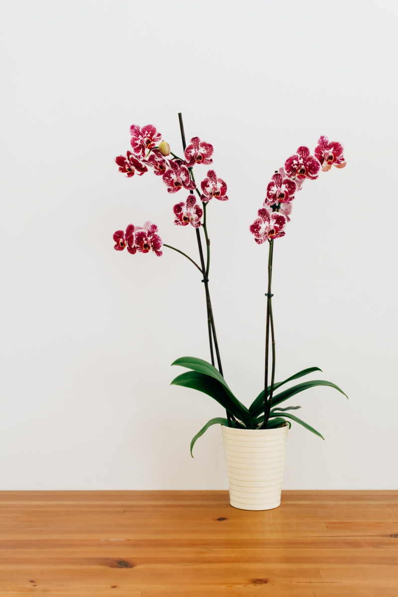 grosse orchideen zurueckschneiden tote pflanzen was tun tipps