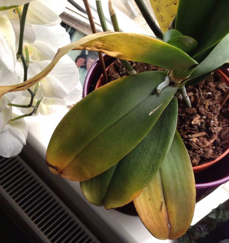 Orchidee ohne Blätter? Diese ultra einfachen Tipps und Tricks helfen!