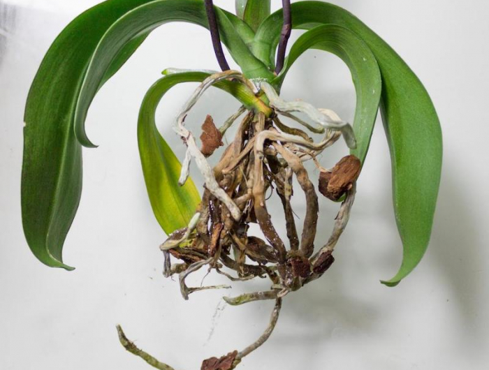 hier ist anleitung fuer orchideen richtig pflegen wenn die orchidee wurzeln verfault sind