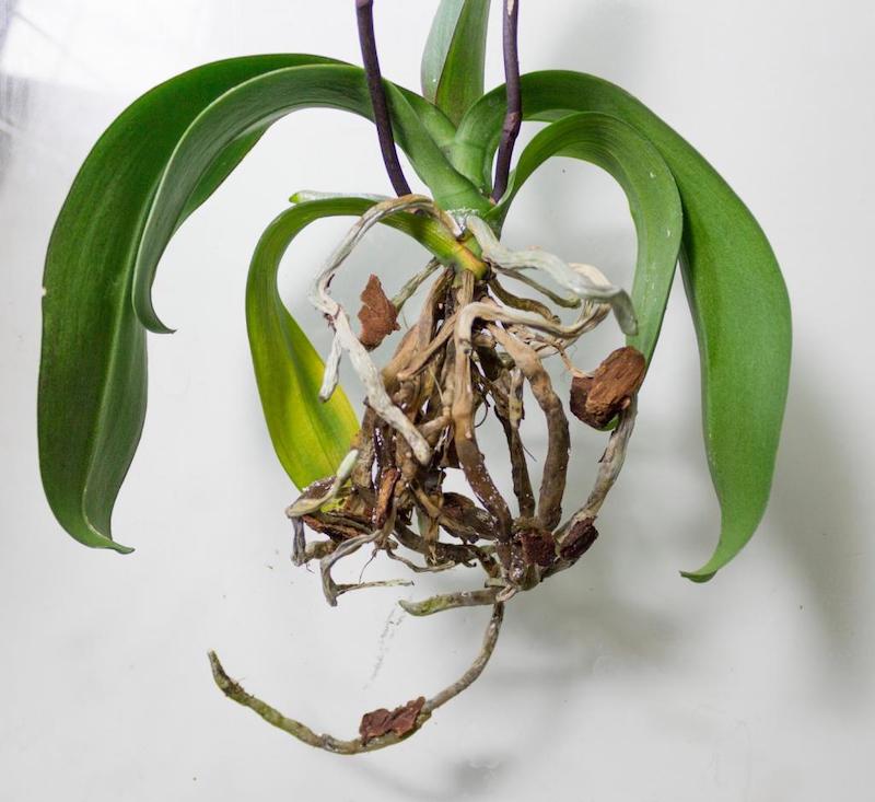 hier ist anleitung fuer orchideen richtig pflegen wenn die orchidee wurzeln verfault sind