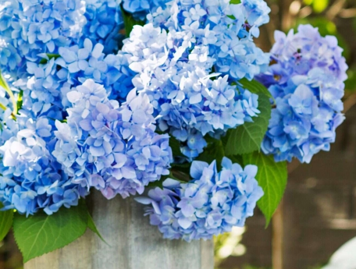 hortensien pflege im topf fruehjahr blaue blumen gartendeko