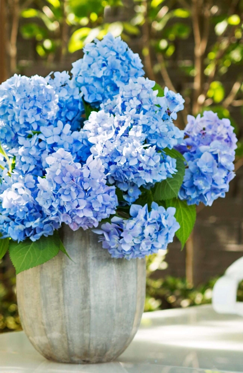 hortensien pflege im topf fruehjahr blaue blumen gartendeko