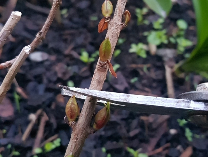 hortensien schneiden fruehjahr wann und wie geht das