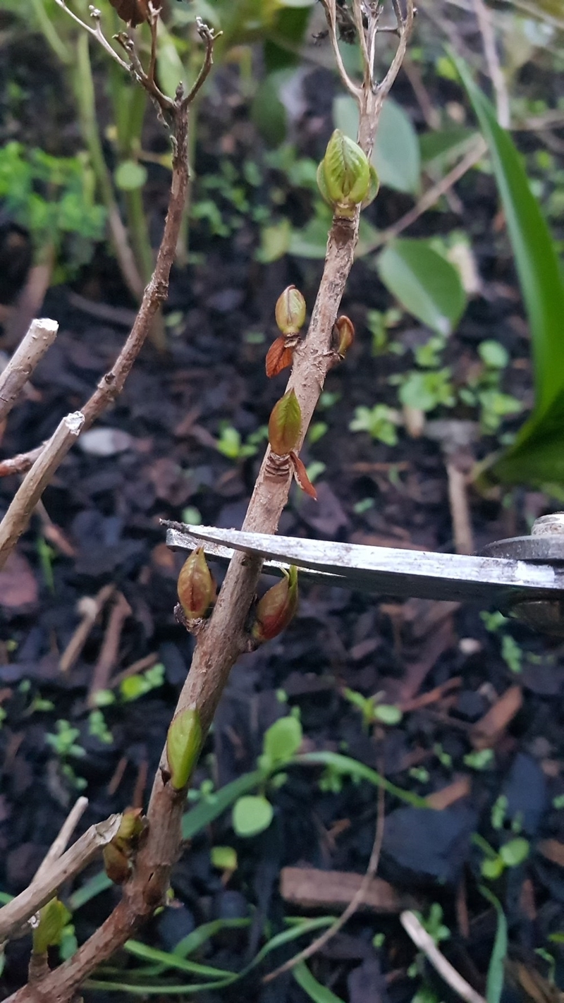 hortensien schneiden fruehjahr wann und wie geht das
