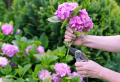 Hortensien schneiden im Frühjahr: Wichtige Tipps und nützliche Infos