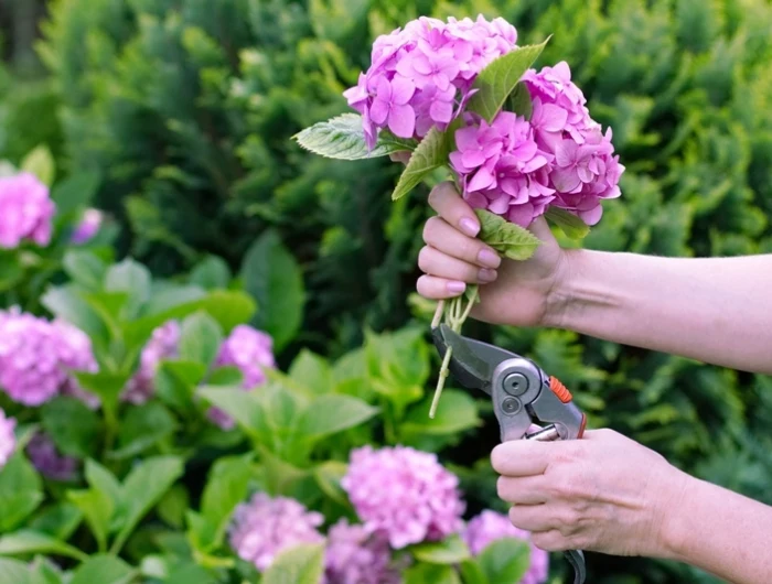 hortensien schneiden im fruejahr rosa blumen tipps für hobbygärtner