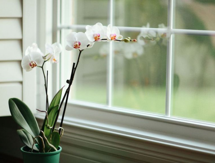 ihre orchidee verliert blüten welche sind die ursachen dafür hier sagen wir ihnen