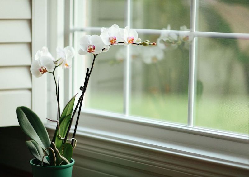 ihre orchidee verliert blüten welche sind die ursachen dafür hier sagen wir ihnen