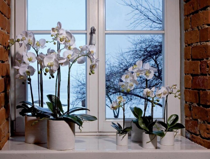 ihre orchideen mit kaffee zum blühen bringen leicht und effektiv
