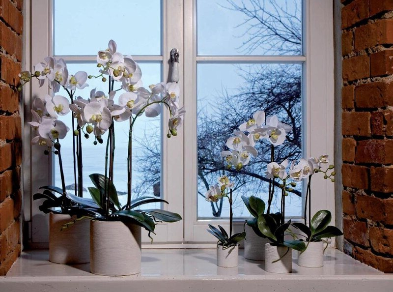 ihre orchideen mit kaffee zum blühen bringen leicht und effektiv