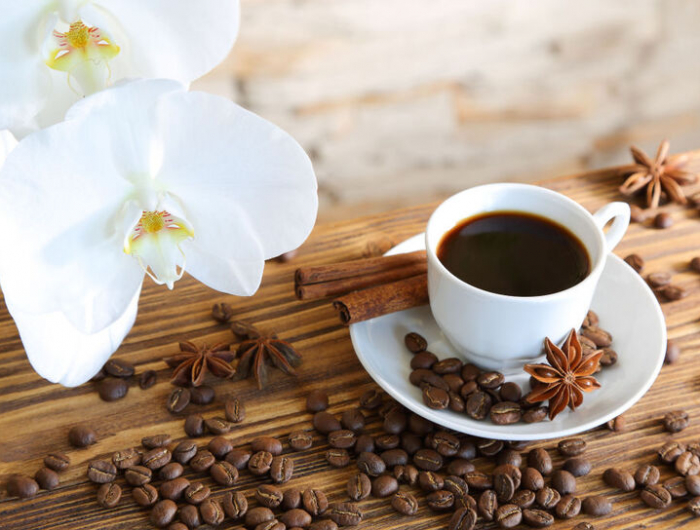 kaffeesatz als dünger für welche pflanzen wie oft müssen sie das machen