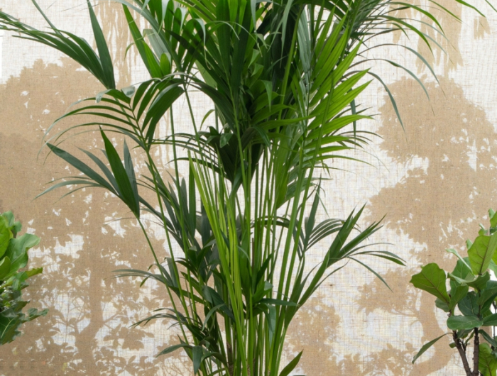 kentia palme pflege hilfreiche informationen und tipps