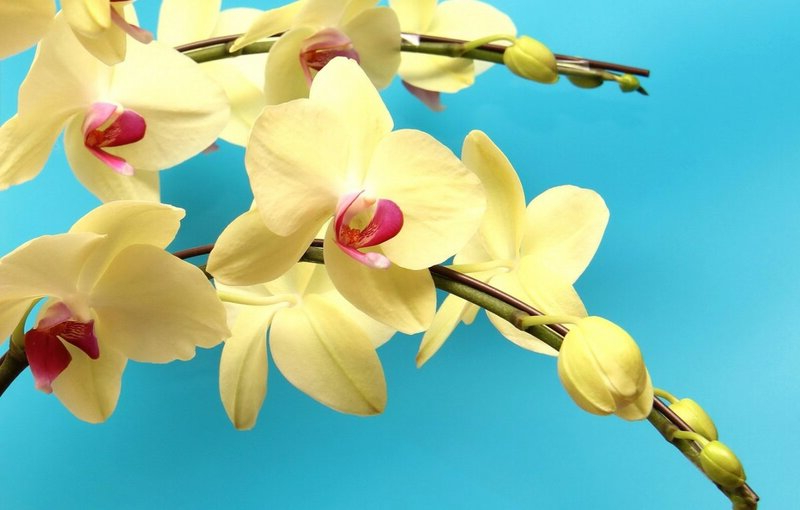 leicht und schnell mit unseren tipps können sie ihre orchideen wieder zum blühen bringen