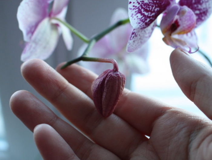 luftwurzeln bei orchideen abschneiden wie geht es das und was muessen sie wissen