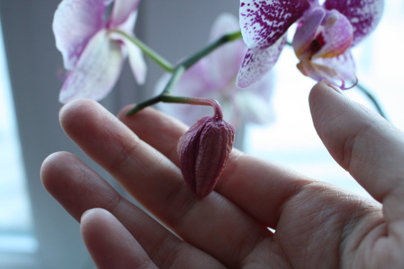 luftwurzeln bei orchideen abschneiden wie geht es das und was muessen sie wissen