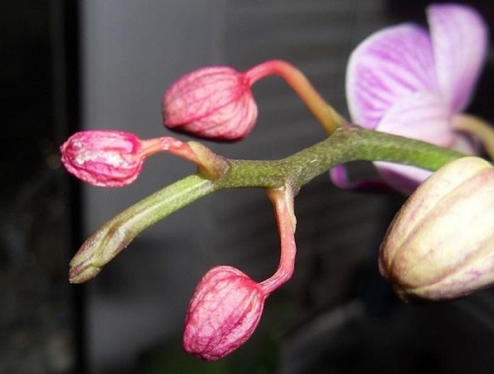 meine orchidee verliert blätter warum und was müssen sie machen