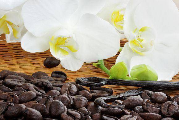 mit hilfe von kaffesaltz als dünger können sie ihre orchideen richtig pflegen