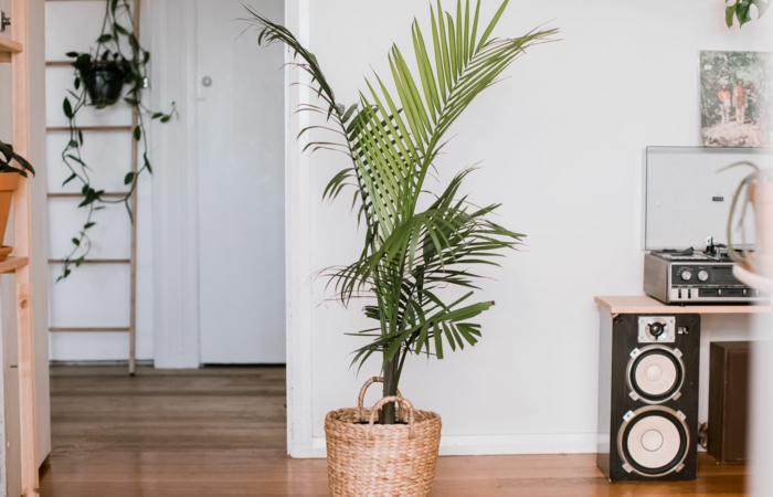 moderne inneneinrichtung pflanzen zimmer kentia palme standort