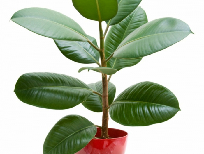 moderne zimmerpflanzen in der wohnung gummibaum pflege