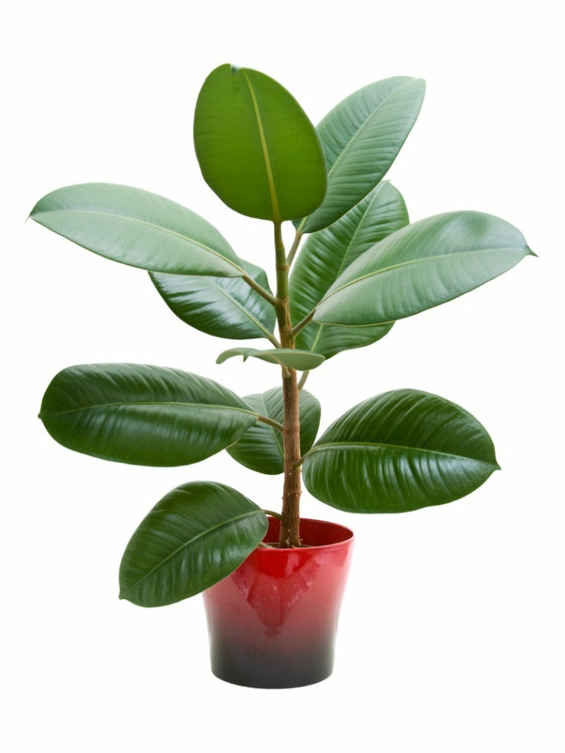 moderne zimmerpflanzen in der wohnung gummibaum pflege