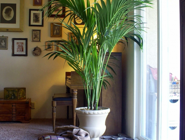 modernes wohnzimmer zimmerpflanzen einrichten kentia palme braune blätter