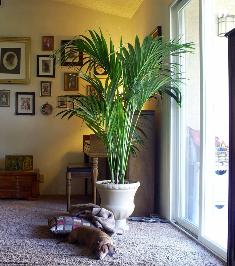 modernes wohnzimmer zimmerpflanzen einrichten kentia palme braune blätter
