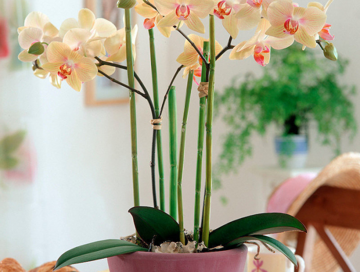 phalaenopsis hybr. (schmetterlingsorchidee)