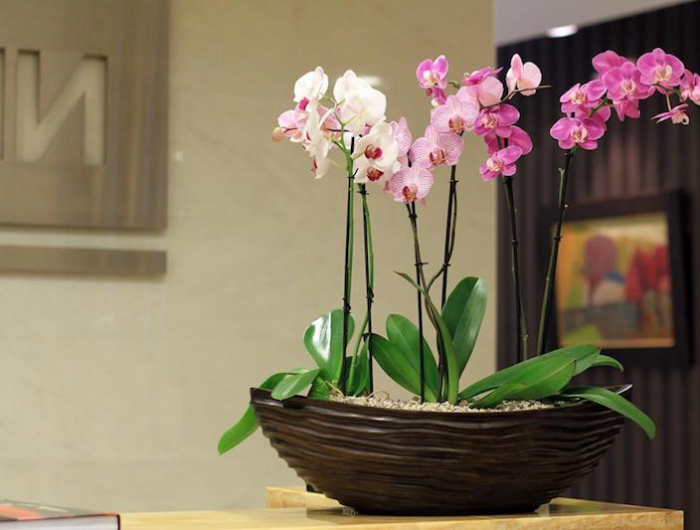 natürliche orchideen mit bananenschale als dünger für orchideen selber machen