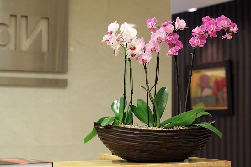 natürliche orchideen mit bananenschale als dünger für orchideen selber machen
