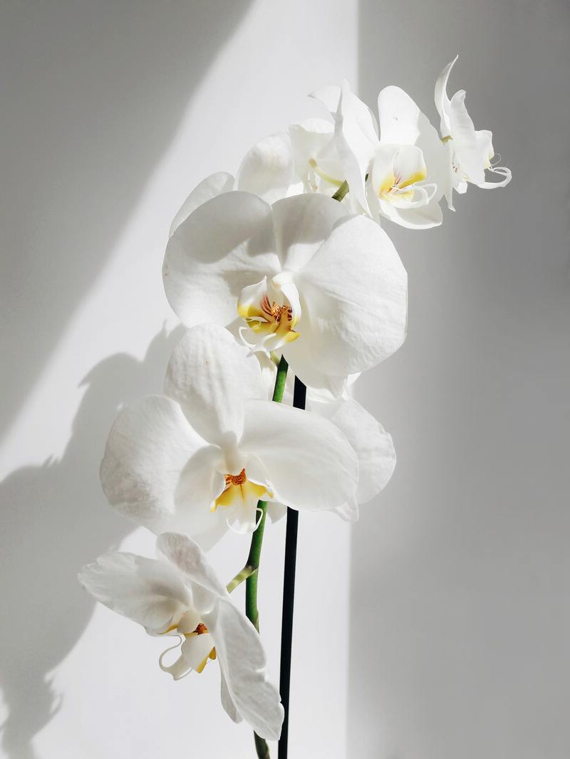 neu was müssen sie wissen über die pflege von orchideen die deko zu hause sind.jpg