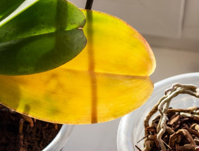neue information über orchideenpflege blaetter abwerfen aber wie