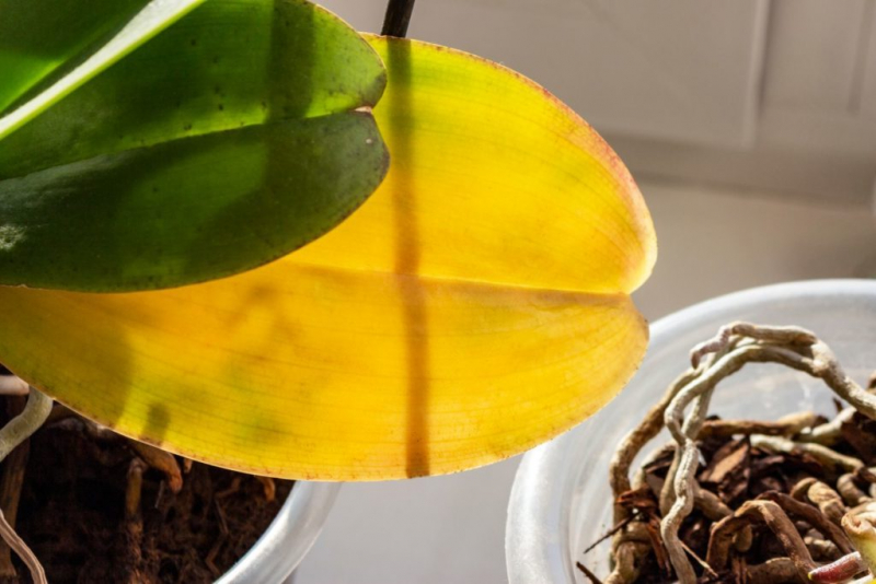 neue information über orchideenpflege blaetter abwerfen aber wie