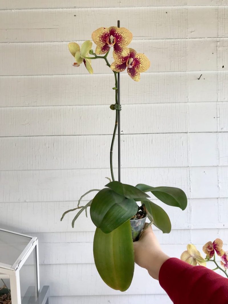 orchidee blüeten fallen ab orchidee retten frische orchidee bluetet
