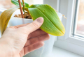 Eine Orchidee ohne Blätter retten – was tun, wenn die Blätter abfallen?