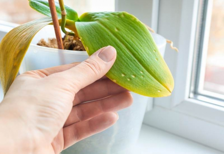 Orchidee ohne Blätter? Diese ultra einfachen Tipps und Tricks helfen!