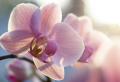 Schwarzer Tee als Dünger für Orchideen – Ausgezeichnete Pflege für Ihre Orchidee