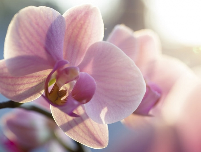 orchidee im raum pflegen wichtige tipps